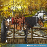 Horse Color:White Spotted Buckskin 