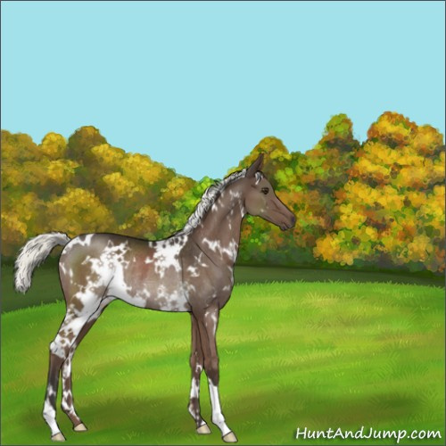 Horse Color:White Spotted Liver Chestnut Mushroom Rabicano 