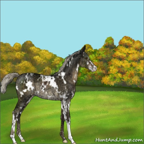 Horse Color:White Spotted Chocolate Palomino Ice Mushroom Sabino Rabicano 