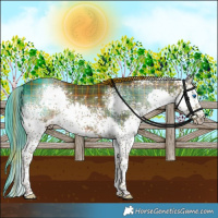 Horse Color:Plaid  White Spotted Liver Chestnut Splash 