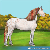 Horse Color:Painted Bay Ice Appaloosa