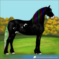 Horse Color:Painted Chestnut Ice Splash Appaloosa