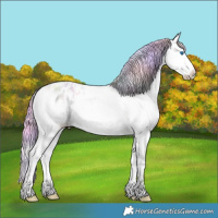 Horse Color:Nacre Watercolor Smoky Black Ice Splash Appaloosa