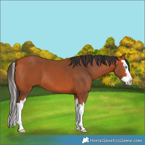 Horse Color:Bay Splash 