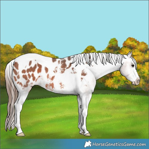 Horse Color:Brown Sabino Tobiano Appaloosa 