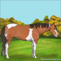 Horse Color:Bay Sabino Tobiano 