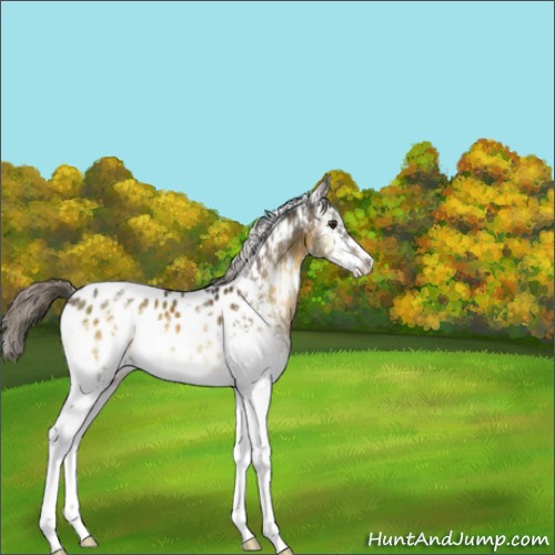 Horse Color:White Spotted Chocolate Palomino Onyx Appaloosa 