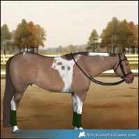 Horse Color:Liver Red Dun Tobiano Rabicano