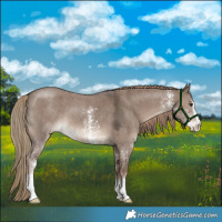 Horse Color:White Spotted Liver Red Dun Sabino 