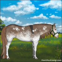 Horse Color:White Spotted Liver Red Dun 