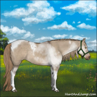 Horse Color:Liver Red Dun Tobiano Rabicano 