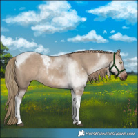 Horse Color:Liver Red Dun Tobiano Rabicano 