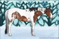 Horse Color:White Spotted Bay Tobiano