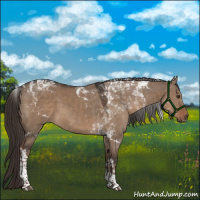 Horse Color:Liver Red Dun Tobiano
