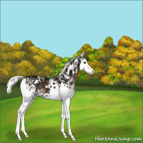 Horse Color:White Spotted Liver Chestnut Ice Mushroom Splash 