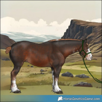Horse Color:White Spotted Liver Chestnut Tobiano Rabicano 