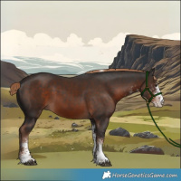 Horse Color:White Spotted Liver Chestnut Tobiano Rabicano 