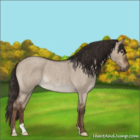 Horse Color:Liver Red Dun Roan 