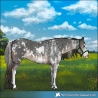 Horse Color:White Spotted Liver Chestnut 