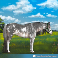 Horse Color:White Spotted Liver Chestnut 