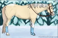 Horse Color:Gold Cream Champagne Dun Splash Tobiano 