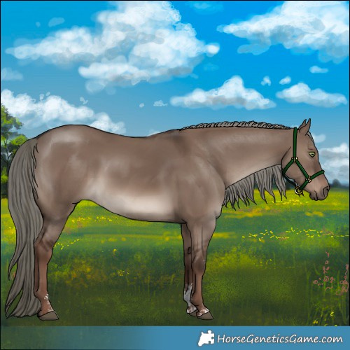 Horse Color:Liver Red Dun Mushroom Sabino Rabicano 