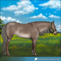 Horse Color:Liver Red Dun Mushroom Sabino Rabicano