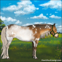 Horse Color:White Spotted Chocolate Palomino Mushroom Rabicano 