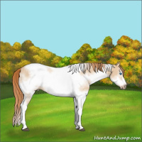 Horse Color:Red Dun Splash Tobiano Frame Rabicano 