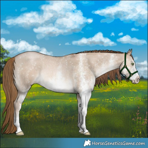 Horse Color:White Spotted Liver Red Dun Pearl Rabicano 