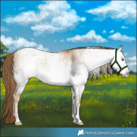 Horse Color:White Spotted Liver Red Dun Pearl Rabicano