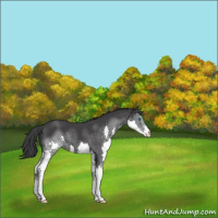 Horse Color:Black Splash 