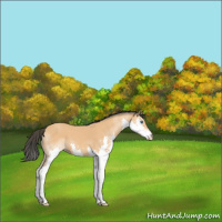 Horse Color:Bay Splash 