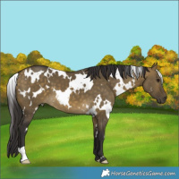 Horse Color:White Spotted Buckskin Dun 