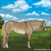 Horse Color:Chocolate Palomino Dun Tobiano 