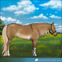 Horse Color:Chocolate Palomino Dun Tobiano 