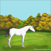 Horse Color:White Spotted Bay Dun Splash 
