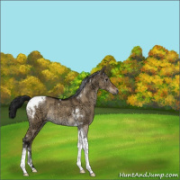 Horse Color:Gray Brown Ice Dun Tobiano Rabicano