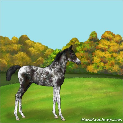 Horse Color:Gray Midnight Bay Ice Dun Tobiano Rabicano 