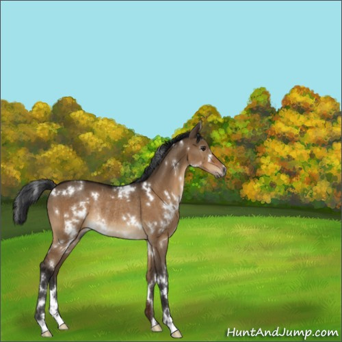 Horse Color:Gray White Spotted Brown Dun Rabicano 