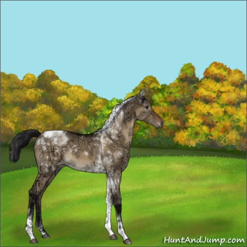 Horse Color:Gray Brown Ice Dun Tobiano Rabicano 