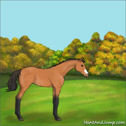 Horse Color:Bay 