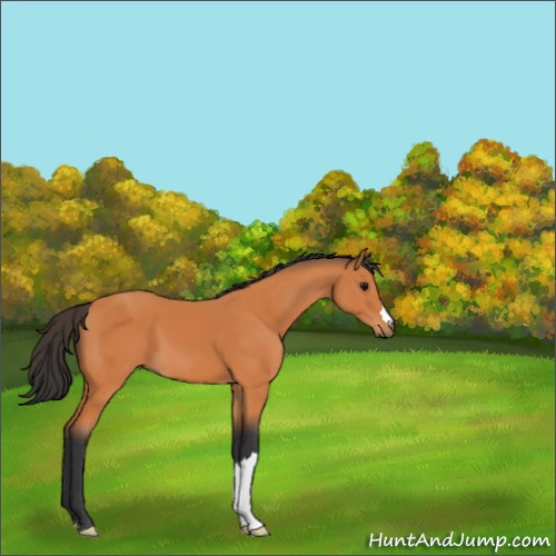 Horse Color:Bay 
