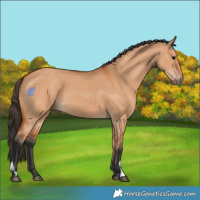 Horse Color:Bay Dun 
