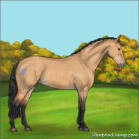 Horse Color:Bay Dun 