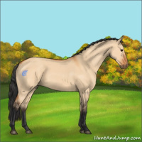 Horse Color:Bay Dun