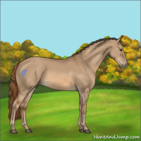 Horse Color:Red Dun 