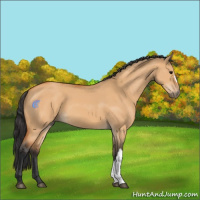 Horse Color:Bay Dun