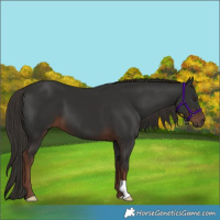 Horse Color:Liver Chestnut 