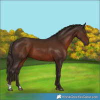 Horse Color:Liver Chestnut 
